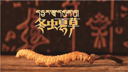 那曲新鮮冬蟲夏草什么時候采挖？